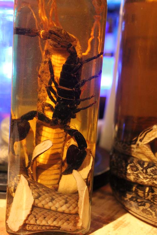 Impressionen Okinawa 2018 - Awamori Schlange beißt schwarzen Skorpion