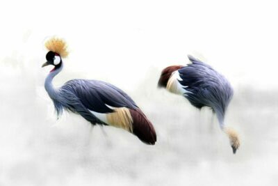 grey-crowned-crane-gcf17ee0e8_1920